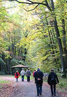 14.Stadtspaziergang (Bild: Bieberer Herbstwald)