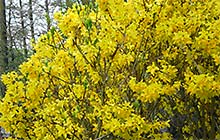 Osterfreizeit 2009 (Bild: Blüten in gelb